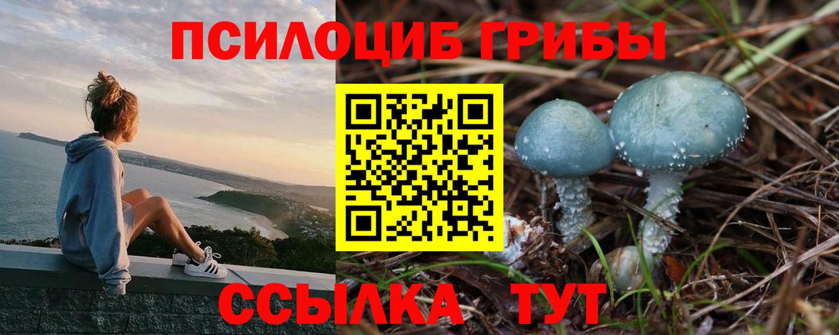Дивногорск  Галлюциногенные грибы Psilocybine cubensis  Вход с VPN  Псилоцибиновые грибы Psilocybe 